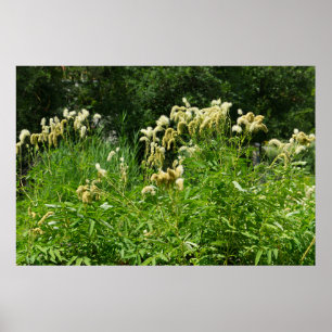 Poster Plantes D'Été Dans Le Parc