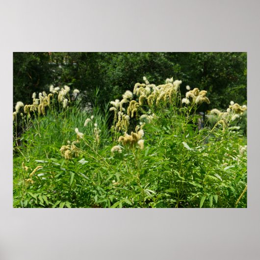 Poster Plantes D'Été Dans Le Parc (Devant)