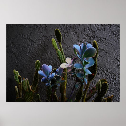 Poster Plantes du désert (Devant)