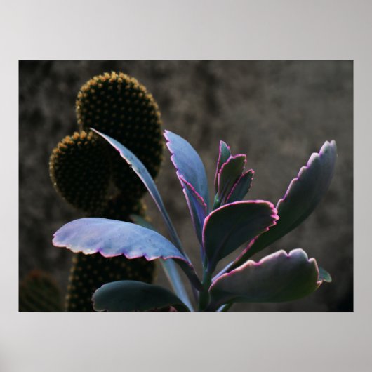 Poster Plantes du désert (Devant)