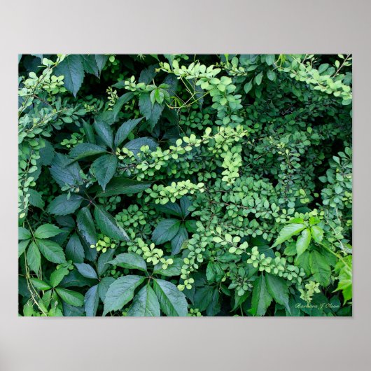 Poster plantes du jardin de Ken (Devant)