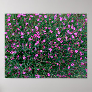 Poster plantes du jardin de Ken