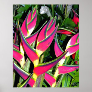 Poster Plantes exotiques (1)