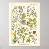 Poster Plantes médicinaux calmer l'émollient imprimer en  (Devant)