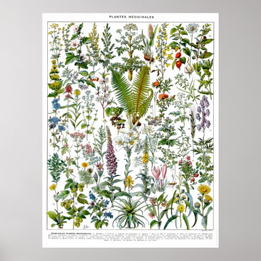 Poster Plantes médicinaux et fleurs par Adolphe Millot (Devant)