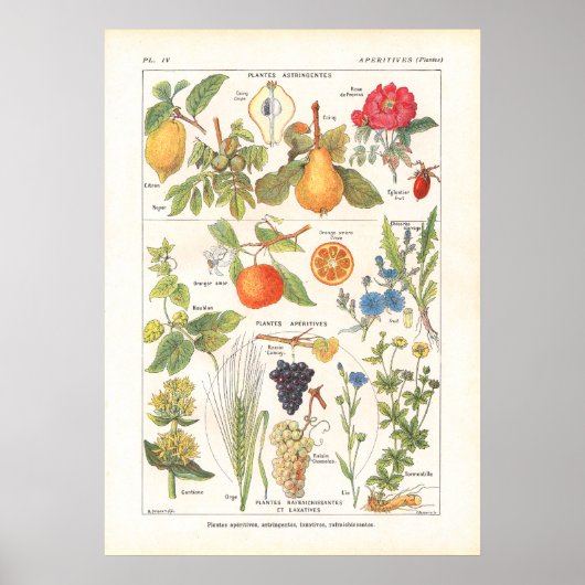 Poster Plantes médicinaux Rafraîchir Imprimer en français (Devant)