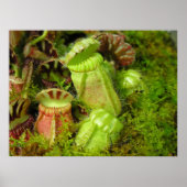 Poster Plantes Pitcher (Devant)