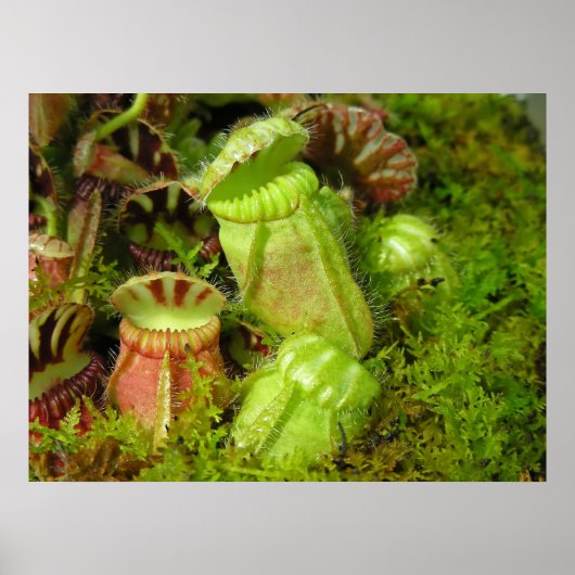 Poster Plantes Pitcher (Devant)