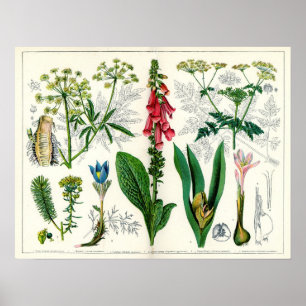 Poster Plantes toxiques