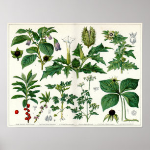 Poster Plantes toxiques
