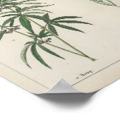 Poster Plantes utiles | Charlotte Mary Yonge (Coin)