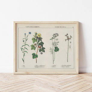 Poster Plantes utiles   Charlotte Mary Yonge