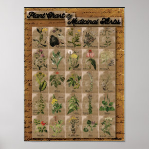 Poster Plantez le diagramme des herbes médicinales 1 24"