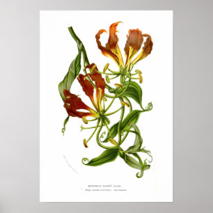 Poster Plantii de Methonica (superba de Gloriosa)