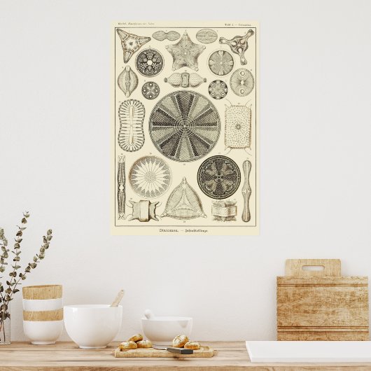 Poster Plaque 04 Diatoméa (Cuisine)