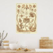 Poster Plaque 06 Tubulariae (Cuisine)