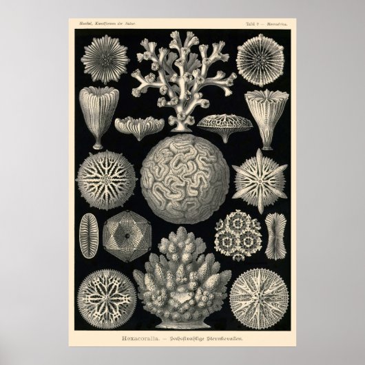 Poster Plaque 09 Hexacoralla (Devant)