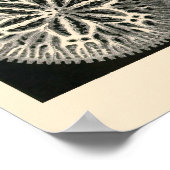 Poster Plaque 09 Hexacoralla (Coin)