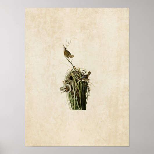 Poster Plaque 100 | Marsh Wren | Oiseaux d'Amérique (Devant)