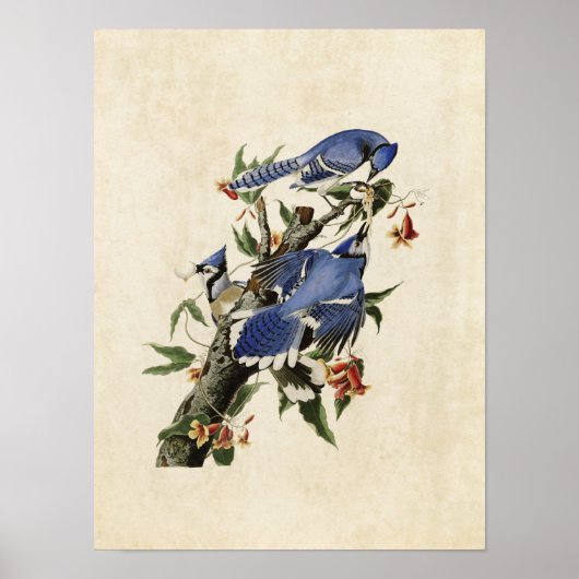 Poster Plaque 102 | Blue Jay | Oiseaux d'Amérique (Devant)