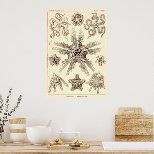 Poster Plaque 10 Ophiodée (Cuisine)