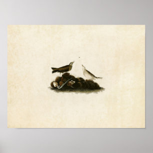 Poster Plaque 10   Titlark Brown   Oiseaux d'Amérique