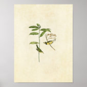 Poster Plaque 110 | Paruline à capuchon | Oiseaux d'Améri (Devant)