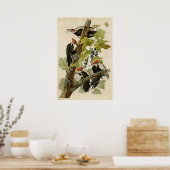 Poster Plaque 111 | Pic pilé | Oiseaux d'Amérique (Cuisine)