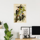 Poster Plaque 111 | Pic pilé | Oiseaux d'Amérique (Bureau à domicile)