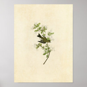 Poster Plaque 115   Wood Pewee   Oiseaux d'Amérique