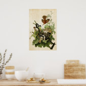 Poster Plaque 116 | Frugineuse Grive | Oiseaux d'Amérique (Cuisine)