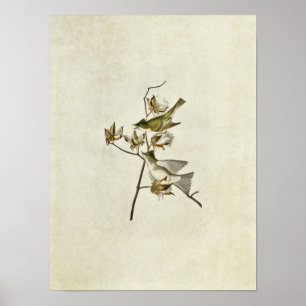 Poster Plaque 120 Pewit Flycatcher Oiseaux d'Amérique
