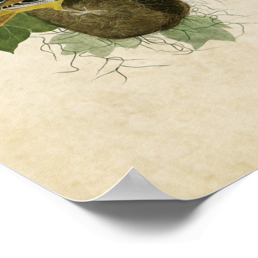 Poster Plaque 12 | Baltimore Oriole | Oiseaux d'Amérique (Coin)