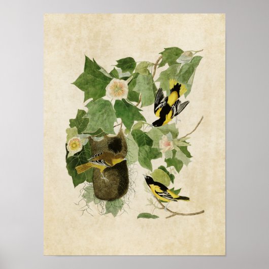 Poster Plaque 12 | Baltimore Oriole | Oiseaux d'Amérique (Devant)