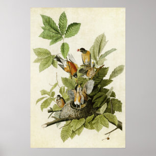 Poster Plaque 131   American Robin   Oiseaux d'Amérique