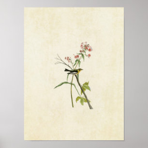 Poster Plaque 135 Paruline noire