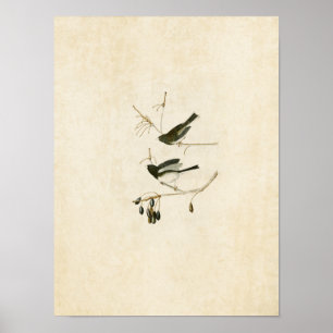 Poster Plaque 13   Oiseau de neige   Oiseaux d'Amérique
