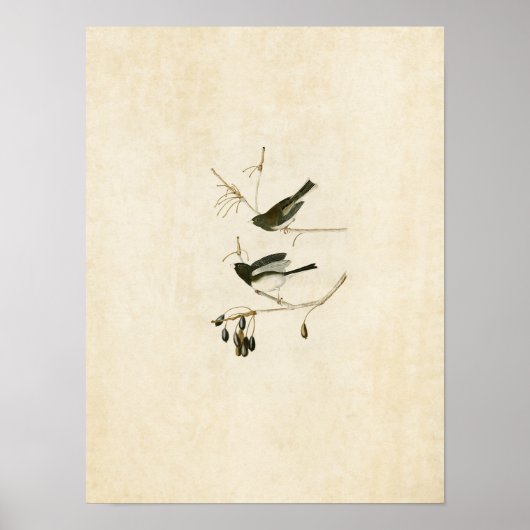 Poster Plaque 13 | Oiseau de neige | Oiseaux d'Amérique (Devant)