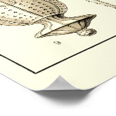 Poster Plaque 14 Peridinea (Coin)