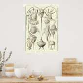 Poster Plaque 14 Peridinea (Cuisine)