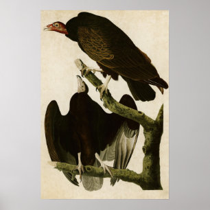 Poster Plaque 151 Turquie Buzzard Oiseaux d'Amérique