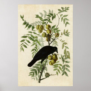 Poster Plaque 156 Crow américain Oiseaux d'Amérique