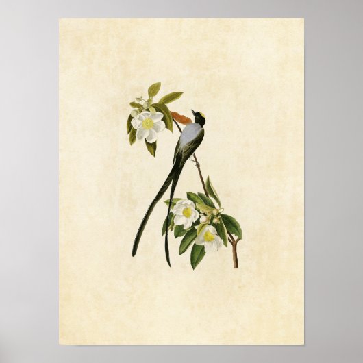 Poster Plaque 168 | Moucherolle à queue fourchue (Devant)