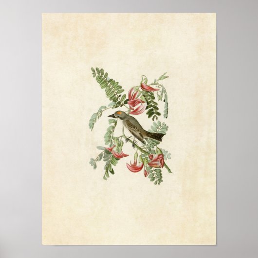 Poster Plaque 170 | Grey Tyrant | Oiseaux d'Amérique (Devant)