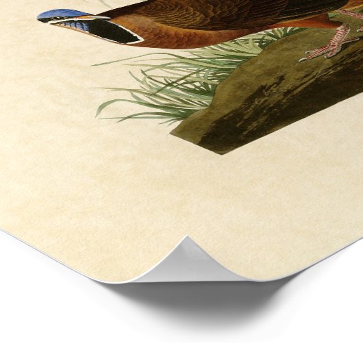 Poster Plaque 172 | Pigeon à tête bleue | Oiseaux d'Améri (Coin)