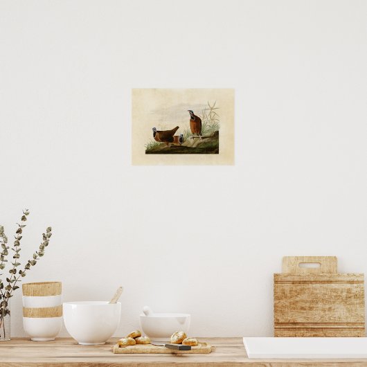 Poster Plaque 172 | Pigeon à tête bleue | Oiseaux d'Améri (Cuisine)