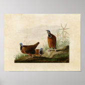 Poster Plaque 172 | Pigeon à tête bleue | Oiseaux d'Améri (Devant)