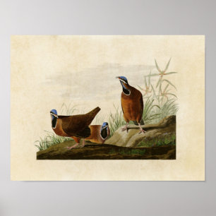 Poster Plaque 172 Pigeon à tête bleue Oiseaux d'Améri