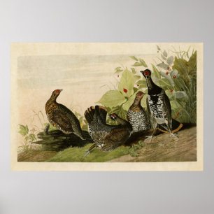 Poster Plaque 176 Grous tacheté Oiseaux d'Amérique