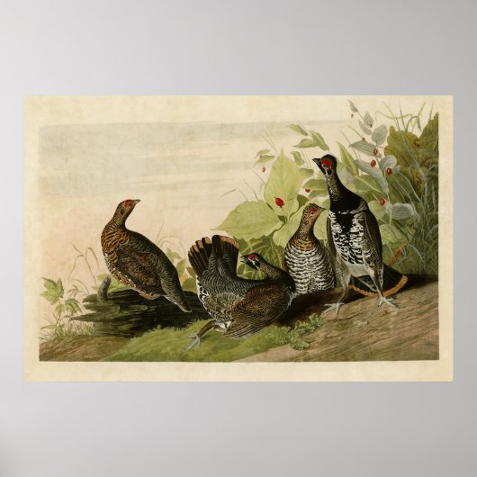 Poster Plaque 176 | Grous tacheté | Oiseaux d'Amérique (Devant)